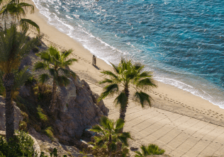 Cactus on the beach in Mexico
